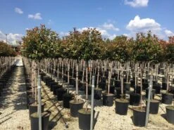 Glansmispel Op Stam (Photinia Fraseri 'Red Robin') 32 Glansmispel Op Stam (Photinia Fraseri 'Red Robin') -Tuinplantenwinkel photinia 120 140cm stam 2