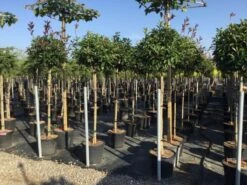 Glansmispel Op Stam (Photinia Fraseri 'Red Robin') 31 Glansmispel Op Stam (Photinia Fraseri 'Red Robin') -Tuinplantenwinkel photinia 120 140cm stam 2 2