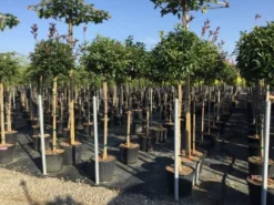 Glansmispel Op Stam (Photinia Fraseri 'Red Robin') -Tuinplantenwinkel photinia 120 140cm stam 2