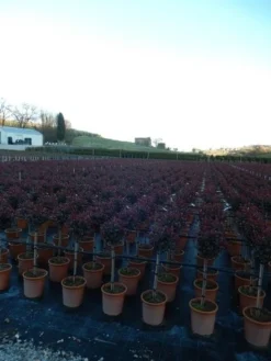Glansmispel Op Stam (Photinia Fraseri 'Carré Rouge') -Tuinplantenwinkel photinia carre rouge