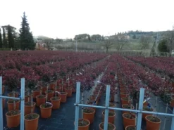 Glansmispel Op Stam (Photinia Fraseri 'Carré Rouge') -Tuinplantenwinkel photinia carre rouge 3