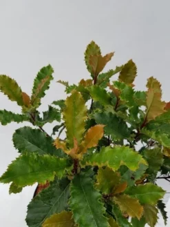 Glansmispel (Photinia Serratifolia ‘Crunchy’) 8 Glansmispel (Photinia Serratifolia ‘Crunchy’) -Tuinplantenwinkel photinia fraseri crunchy week 22 detail 1600x1200