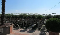 Glansmispel Op Stam (Photinia Fraseri 'Little Red Robin') -Tuinplantenwinkel photinia fraseri little red robin halfstam