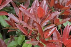 Glansmispel Meeneemhaag (Photinia Fraseri 'Red Robin') 5 Glansmispel Meeneemhaag (Photinia Fraseri 'Red Robin') -Tuinplantenwinkel photinia fraseri red robin01 4