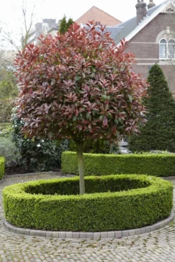 Glansmispel Als Boom (Photinia Fraseri 'Red Robin') -Tuinplantenwinkel photinia fraseri red robin02 2