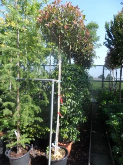 Glansmispel Als Boom (Photinia Fraseri 'Red Robin') -Tuinplantenwinkel photinia fraseri red robin 10 12ho cont