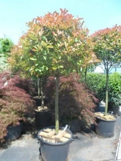 Glansmispel Op Stam (Photinia Fraseri 'Red Robin') -Tuinplantenwinkel photinia fraseri red robin 100 120stam c110 extra 1