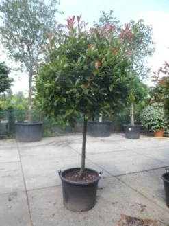 Glansmispel Op Stam (Photinia Fraseri 'Red Robin') -Tuinplantenwinkel photinia fraseri red robin 100stam c160 solitair 1