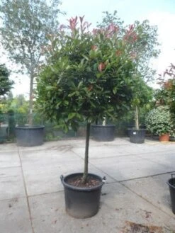 Glansmispel Op Stam (Photinia Fraseri 'Red Robin') 25 Glansmispel Op Stam (Photinia Fraseri 'Red Robin') -Tuinplantenwinkel photinia fraseri red robin 100stam c160 solitair 2