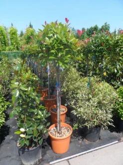 Glansmispel Op Stam (Photinia Fraseri 'Red Robin') -Tuinplantenwinkel photinia fraseri red robin 100stam c20 1