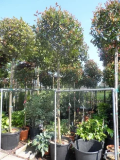Glansmispel Als Boom (Photinia Fraseri 'Red Robin') -Tuinplantenwinkel photinia fraseri red robin 12 14 16ho cont