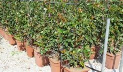 Glansmispel Als Leivorm (Photinia Fraseri 'Red Robin') 9 Glansmispel Als Leivorm (Photinia Fraseri 'Red Robin') -Tuinplantenwinkel photinia fraseri red robin 52x110 leivorm 2 1