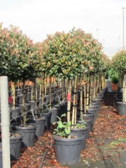 Glansmispel Op Stam (Photinia Fraseri 'Red Robin') -Tuinplantenwinkel photinia fraseri red robin halfstam 6