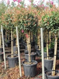 Glansmispel Op Stam (Photinia Fraseri 'Red Robin') 38 Glansmispel Op Stam (Photinia Fraseri 'Red Robin') -Tuinplantenwinkel photinia fraseri red robin halfstam 7 2