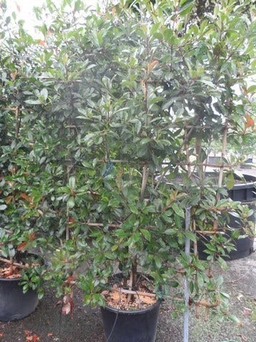 Glansmispel Als Leivorm (Photinia Fraseri 'Red Robin') 2 Glansmispel Als Leivorm (Photinia Fraseri 'Red Robin') - Afbeelding 2