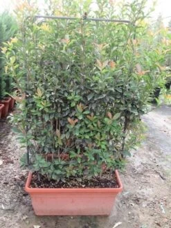 Glansmispel Als Leivorm (Photinia Fraseri 'Red Robin') 10 Glansmispel Als Leivorm (Photinia Fraseri 'Red Robin') -Tuinplantenwinkel photinia fraseri red robin leivorm 80x120 1