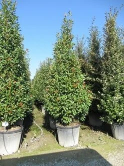 Glansmispel, Pyramide (Photinia Fraseri 'Red Robin' ) -Tuinplantenwinkel photinia fraseri red robin piramide