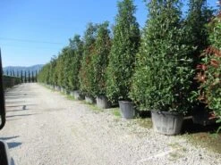 Glansmispel, Pyramide (Photinia Fraseri 'Red Robin' ) -Tuinplantenwinkel photinia fraseri red robin piramide 2