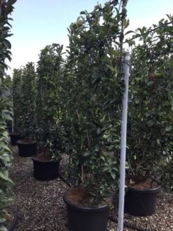 Glansmispel Als Leivorm (Photinia Fraseri 'Red Robin') 13 Glansmispel Als Leivorm (Photinia Fraseri 'Red Robin') -Tuinplantenwinkel photinia lage leivorm c60