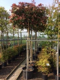 Glansmispel Als Leiboom (Photinia Fraseri 'Red Robin') -Tuinplantenwinkel photinia lei 10 12cm 2