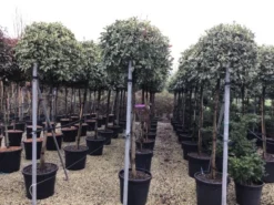 Glansmispel Op Stam (Photinia Fraseri 'Pink Marble') -Tuinplantenwinkel photinia pink marble02