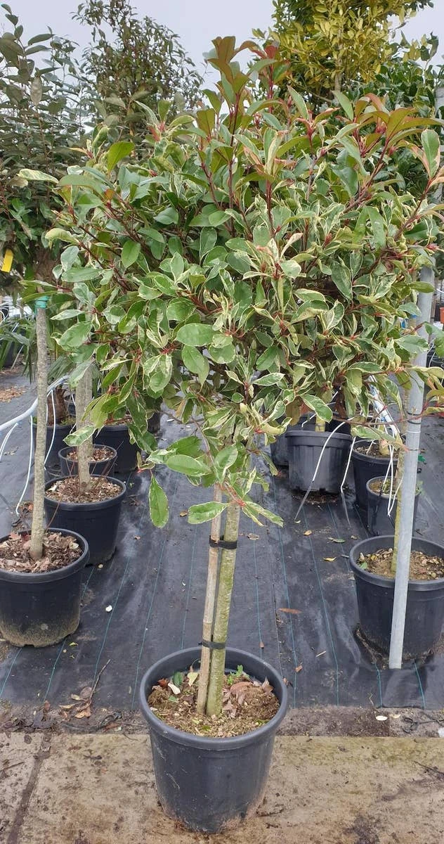 Glansmispel Op Stam (Photinia Fraseri 'Pink Marble') 1 Glansmispel Op Stam (Photinia Fraseri 'Pink Marble')