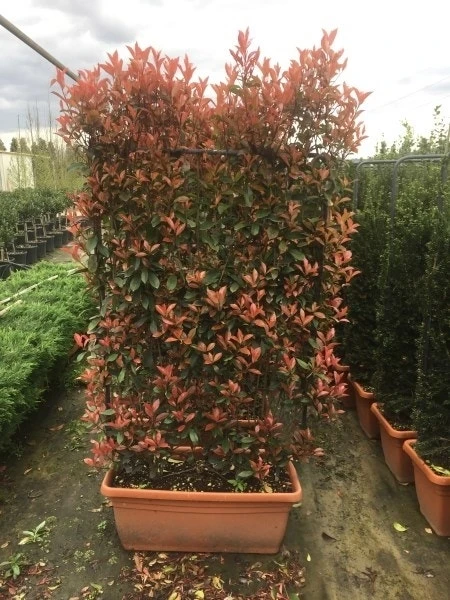 Glansmispel Meeneemhaag (Photinia Fraseri 'Red Robin') 1 Glansmispel Meeneemhaag (Photinia Fraseri 'Red Robin')