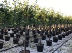 Glansmispel Halfstam Als Leiboom (Photinia Fraseri 'Red Robin') 7 Glansmispel Halfstam Als Leiboom (Photinia Fraseri 'Red Robin') -Tuinplantenwinkel photinia red robin 130cm stem leivorm 1