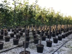 Glansmispel Halfstam Als Leiboom (Photinia Fraseri 'Red Robin') -Tuinplantenwinkel photinia red robin 130cm stem leivorm