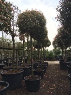 Glansmispel Als Boom (Photinia Fraseri 'Red Robin') 17 Glansmispel Als Boom (Photinia Fraseri 'Red Robin') -Tuinplantenwinkel photinia red robin 2025 1
