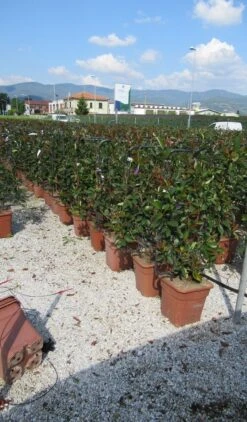 Glansmispel Als Leivorm (Photinia Fraseri 'Red Robin') 11 Glansmispel Als Leivorm (Photinia Fraseri 'Red Robin') -Tuinplantenwinkel photinia red robin 52x110 leivorm