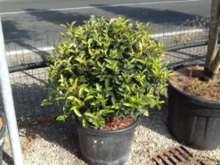 Glansmispel Als Bolvorm (Photinia Fraseri 'Carré Rouge') -Tuinplantenwinkel photiniacarrerougebal02