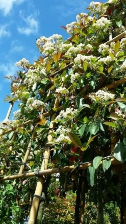 Glansmispel Als Leiboom (Photinia Fraseri 'Red Robin') -Tuinplantenwinkel photinialeiboom01 1