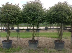 Meerstammige Glansmispel (Photinia Fraseri 'Red Robin') -Tuinplantenwinkel photiniaredrobinmeerstammig01 1