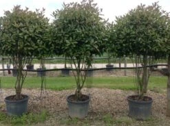 Meerstammige Glansmispel (Photinia Fraseri 'Red Robin') -Tuinplantenwinkel photiniaredrobinmeerstammig01 3