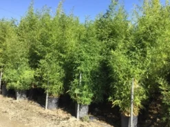 Bamboe (Phyllostachys Aurea) 39 Bamboe (Phyllostachys Aurea) -Tuinplantenwinkel phyllostachus aurea 150 200cm