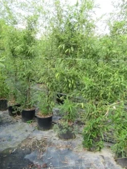 Bamboe (Phyllostachys Aureosulcata 'Spectabilis') 24 Bamboe (Phyllostachys Aureosulcata 'Spectabilis') -Tuinplantenwinkel phyllostachys 1