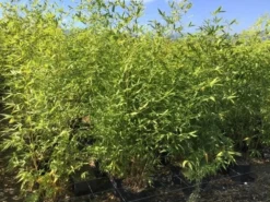 Bamboe (Phyllostachys Aurea) 38 Bamboe (Phyllostachys Aurea) -Tuinplantenwinkel phyllostachys aurea 100 125cm c5