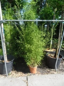 Bamboe (Phyllostachys Aurea) 29 Bamboe (Phyllostachys Aurea) -Tuinplantenwinkel phyllostachys aurea 150 175 c12