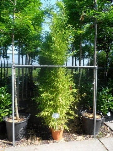 Bamboe (Phyllostachys Aurea) 12 Bamboe (Phyllostachys Aurea) - Afbeelding 12