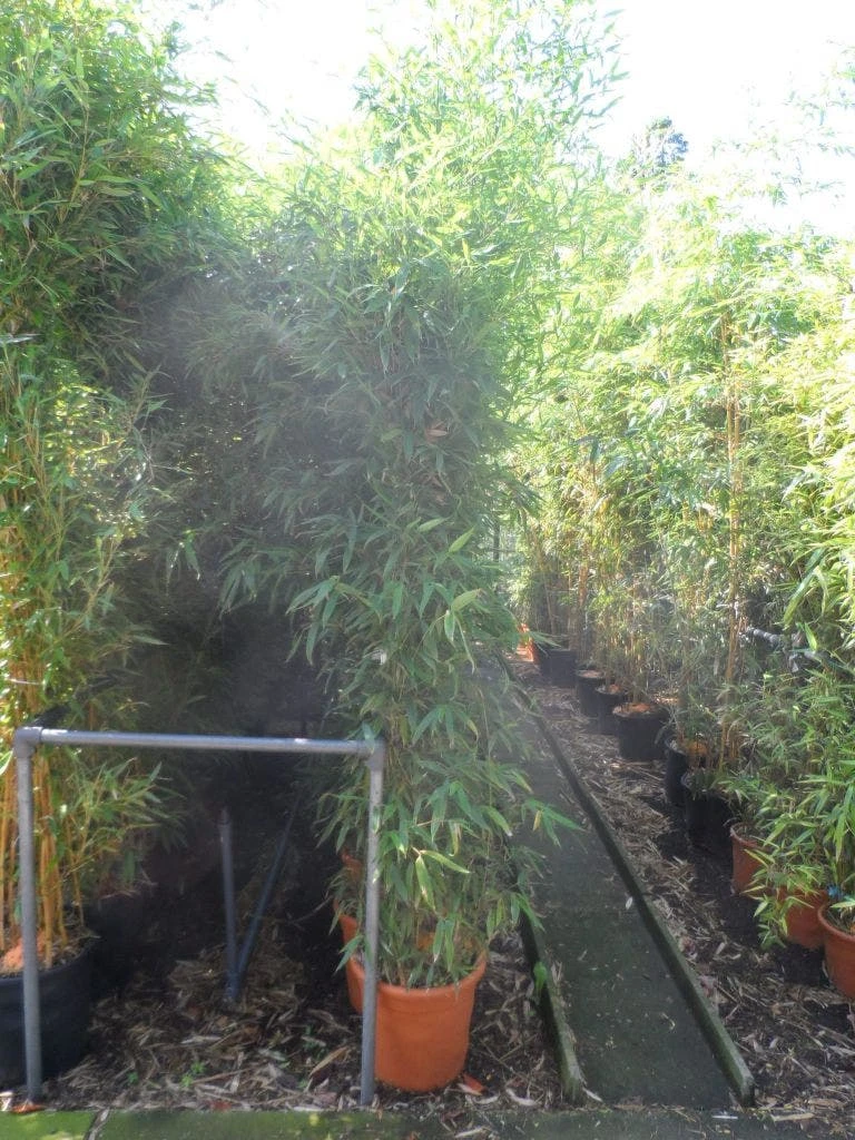 Bamboe (Phyllostachys Aurea) 8 Bamboe (Phyllostachys Aurea) - Afbeelding 8