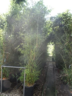 Bamboe (Phyllostachys Aurea) 28 Bamboe (Phyllostachys Aurea) -Tuinplantenwinkel phyllostachys aurea 250 300 c35