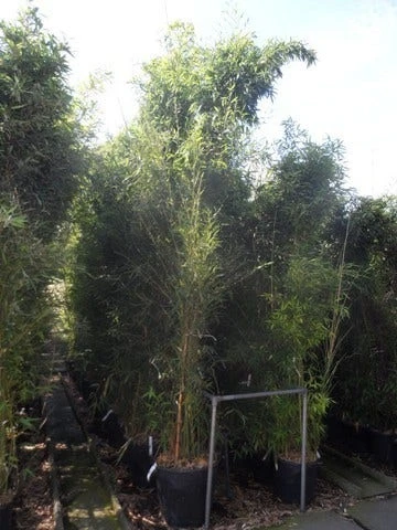 Bamboe (Phyllostachys Aurea) 14 Bamboe (Phyllostachys Aurea) - Afbeelding 14