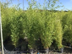 Bamboe (Phyllostachys Aureosulcata 'Spectabilis') 25 Bamboe (Phyllostachys Aureosulcata 'Spectabilis') -Tuinplantenwinkel phyllostachys aureosulcata spectabilis 100125