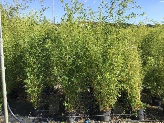 Bamboe (Phyllostachys Aureosulcata 'Spectabilis') 13 Bamboe (Phyllostachys Aureosulcata 'Spectabilis') - Afbeelding 13