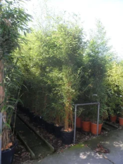 Bamboe (Phyllostachys Aureosulcata 'Spectabilis') 17 Bamboe (Phyllostachys Aureosulcata 'Spectabilis') -Tuinplantenwinkel phyllostachys aureosulcata spectabilis 200 250 c25