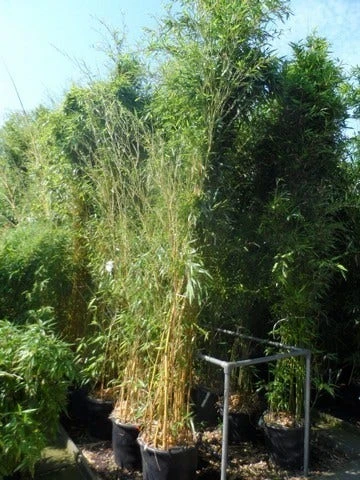 Bamboe (Phyllostachys Aureosulcata 'Spectabilis') 4 Bamboe (Phyllostachys Aureosulcata 'Spectabilis') - Afbeelding 4