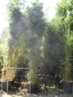 Bamboe (Phyllostachys Bissetii) 11 Bamboe (Phyllostachys Bissetii) -Tuinplantenwinkel phyllostachys bissetii 250 300 c35