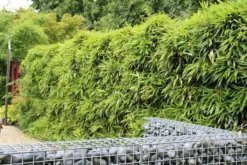 Bamboe (Phyllostachys Bissetii) 8 Bamboe (Phyllostachys Bissetii) -Tuinplantenwinkel phyllostachys bissetti 1