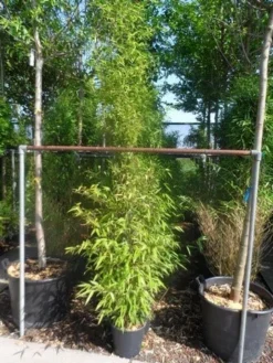 Bamboe (Phyllostachys Nigra) -Tuinplantenwinkel phyllostachys nigra 150 200 c12 1